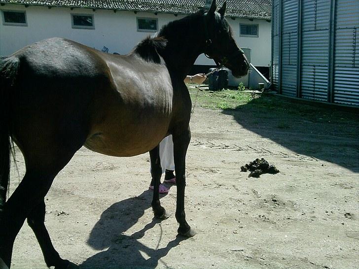 Fuldblod (XX) Gucci  SOLGT billede 3