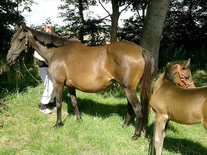 Fuldblod (XX) Gucci  SOLGT billede 4