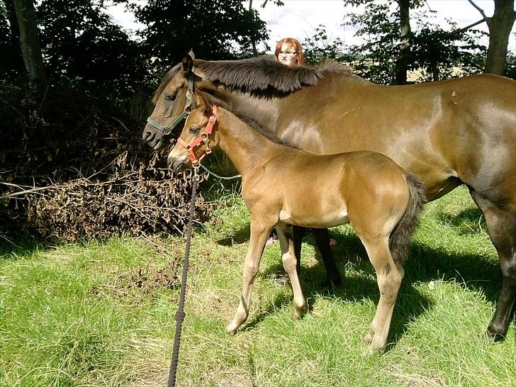 Fuldblod (XX) Gucci  SOLGT billede 5