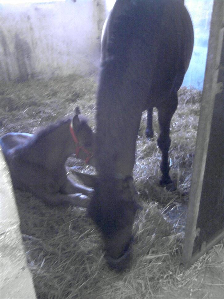 Fuldblod (XX) Gucci  SOLGT billede 6