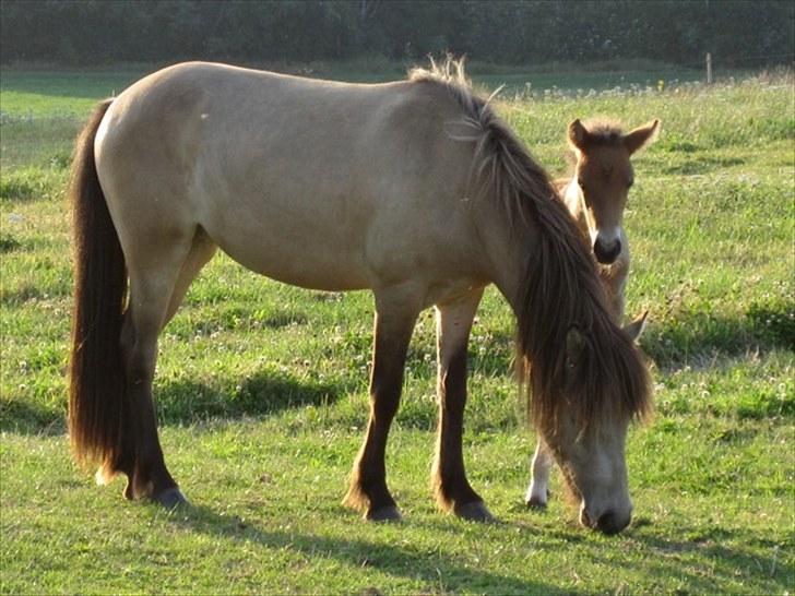 Islænder Sóley fra Skovstrupholm - Et lille føl har sneget sig ind på billedet.. Sødt er det, men det er altså ikke sóleys. billede 14