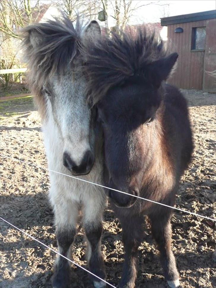 Islænder Sóley fra Skovstrupholm - Sóley og hendes veninde. Bedre kendt som par nr. 7. De ser bare så nuser ud.. og er det også billede 15