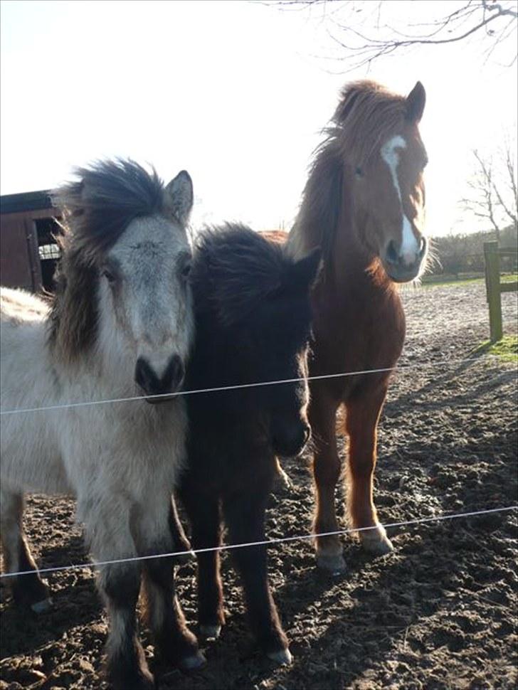 Islænder Sóley fra Skovstrupholm - Her er så par nr. 7 igen.  billede 16