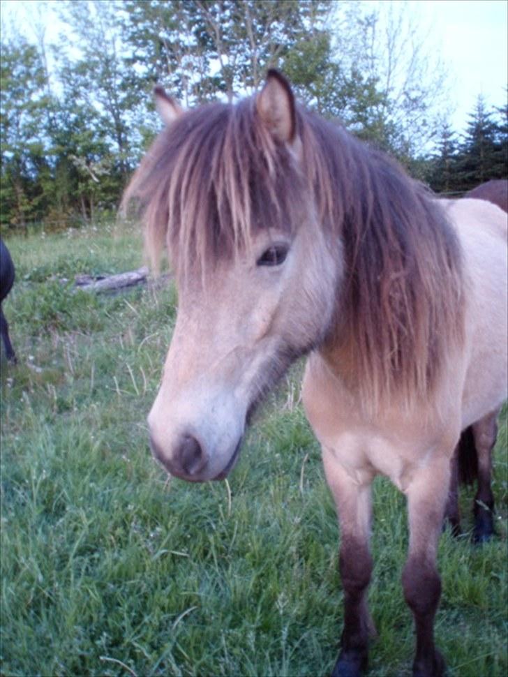 Islænder Sóley fra Skovstrupholm - Smukke smukke Sóley.. billede 17