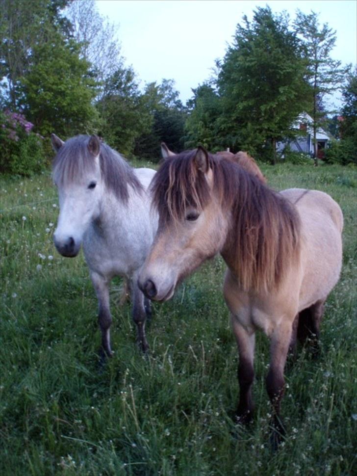 Islænder Sóley fra Skovstrupholm - Sóley samen med sin mor Runa.. billede 18