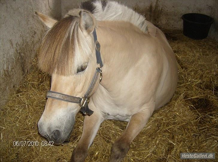 Fjordhest Nette <3 (mor til Molli) •himmelpony• billede 12