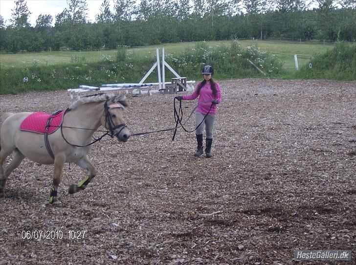 Fjordhest Nette <3 (mor til Molli) •himmelpony• billede 13