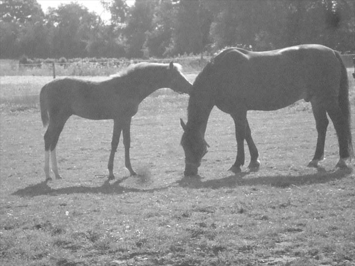 Anden særlig race Sheik  billede 9