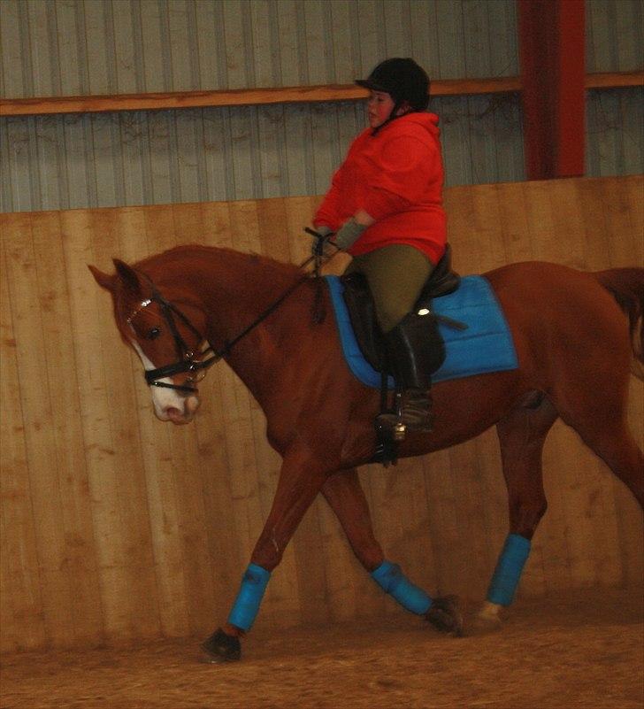 Anden særlig race Stargolds Pasha - Min smukke hest! <3 Marts 2011 billede 4