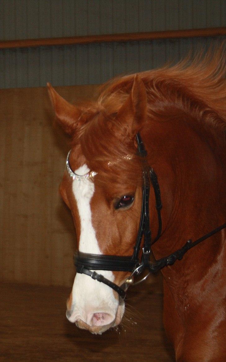 Anden særlig race Stargolds Pasha - Verdens smukkeste hest! <3 Marts 2011 billede 7