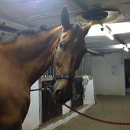 Dansk Varmblod Rex Højvang Solgt R.I.P