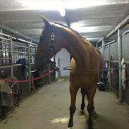 Dansk Varmblod Rex Højvang Solgt R.I.P