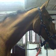 Dansk Varmblod Rex Højvang Solgt R.I.P