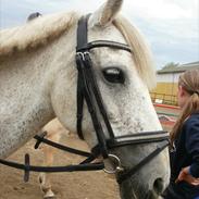 Anden særlig race Zizika