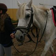 Anden særlig race Zizika