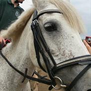 Anden særlig race Zizika