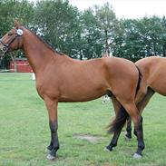 Dansk Varmblod Lucky Lurito DM