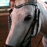 Anden særlig race AP.Tarzan