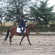 Welsh Mountain (sec A) Rosengårdens Peachie R.I.P