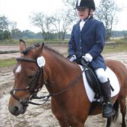 Welsh Mountain (sec A) Rosengårdens Peachie R.I.P