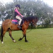 Welsh Mountain (sec A) Rosengårdens Peachie R.I.P