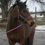 Dansk Varmblod Heinsgårdens Athena R.I.P