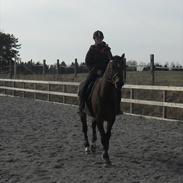 Dansk Varmblod Heinsgårdens Athena R.I.P