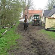 Dansk Varmblod Heinsgårdens Athena R.I.P