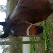 Anden særlig race Candy