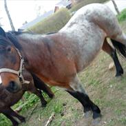 Anden særlig race Candy