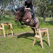 Anden særlig race Candy