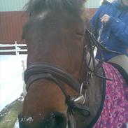 Anden særlig race Candy