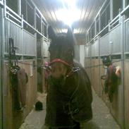 Anden særlig race Candy