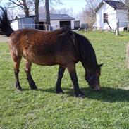 Welsh Pony (sec B) wonder R.I.P
