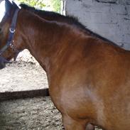 Welsh Pony (sec B) wonder R.I.P