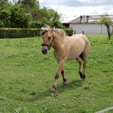 Fjordhest Koda Mossland