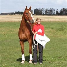Dansk Varmblod RDH Nathalie Melody
