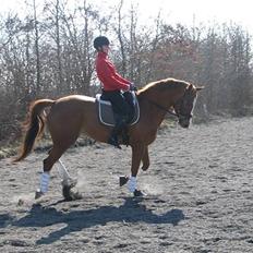 Dansk Varmblod RDH Nathalie Melody