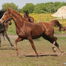 Dansk Varmblod RDH Nathalie Melody