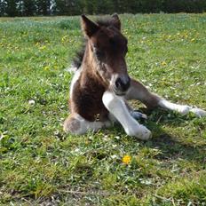 Shetlænder Mr. Pelusa