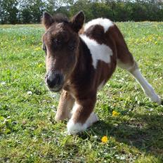 Shetlænder Mr. Pelusa