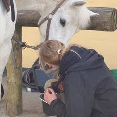 Anden særlig race Leonardo