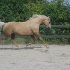 Palomino Mollie af Plovgaarden (solgt)