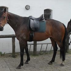 Fuldblod (XX) Miracle