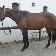 Fuldblod (XX) Miracle