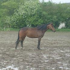 Fuldblod (XX) Miracle