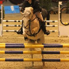 Irsk Sportspony Dovelly