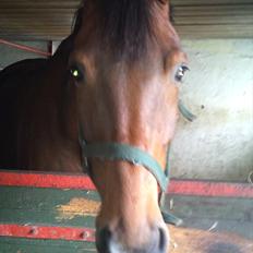 Dansk Varmblod Damgaardens Stundy