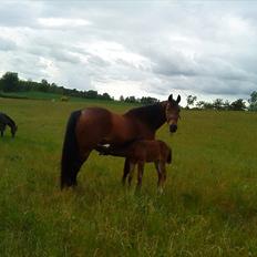 Dansk Varmblod Damgaardens Stundy