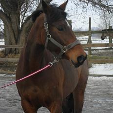 Dansk Varmblod Heinsgårdens Athena R.I.P